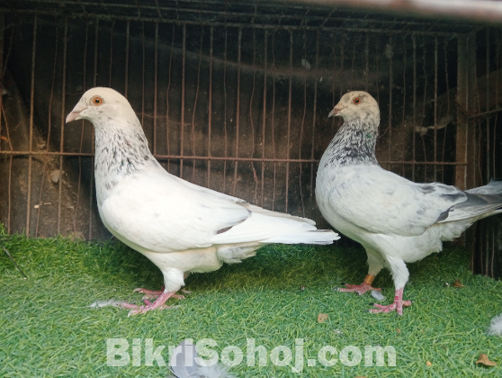 আফসান গ্রিজেল রেসার কবুতর